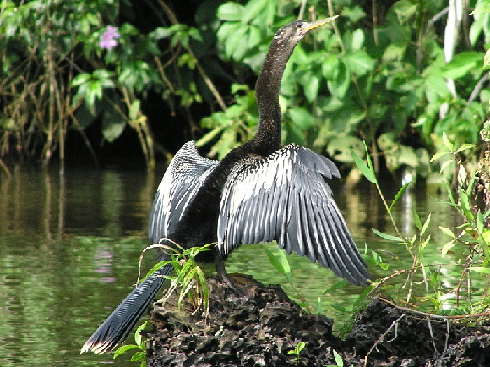 Anhinga