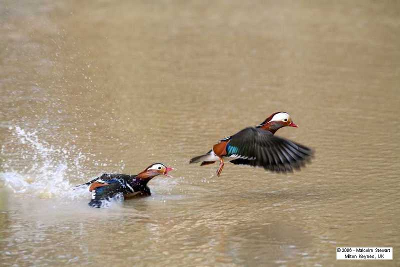 Animated mandarin ducks