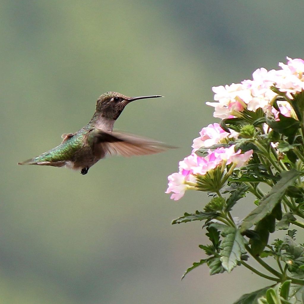 Anna's Hummingbird