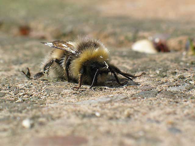 Another bee