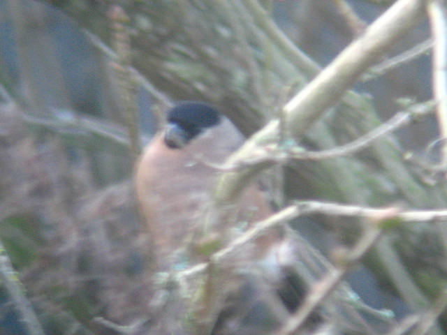 Another Bullfinch