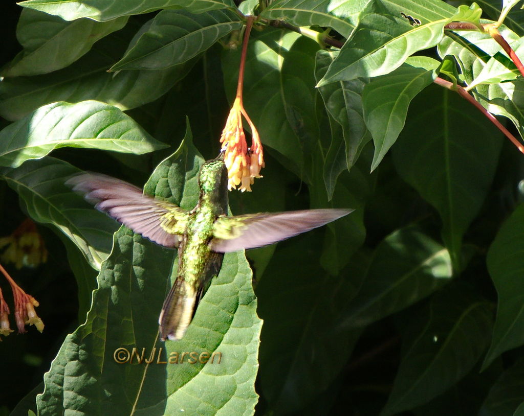 Antillean Crested Hummingbird