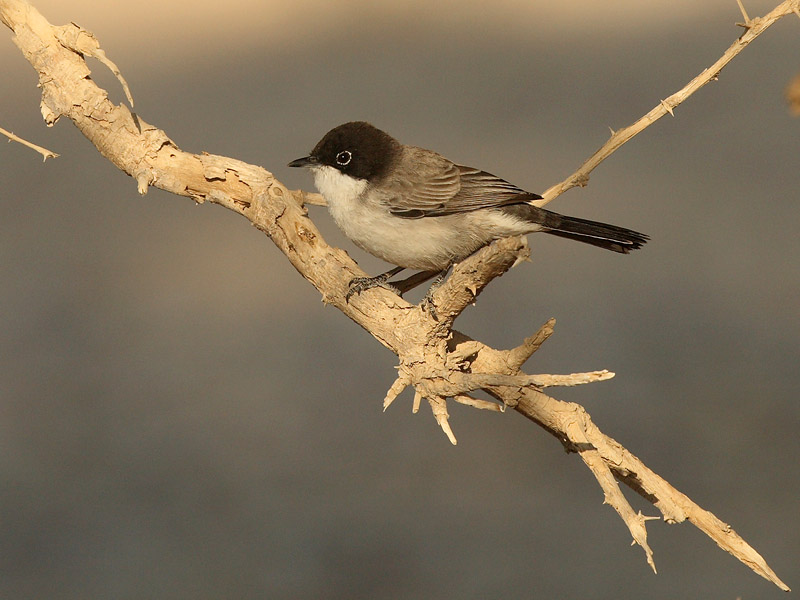 Arabian Warbler