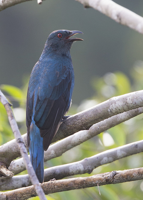 Asian Fairy Bluebird