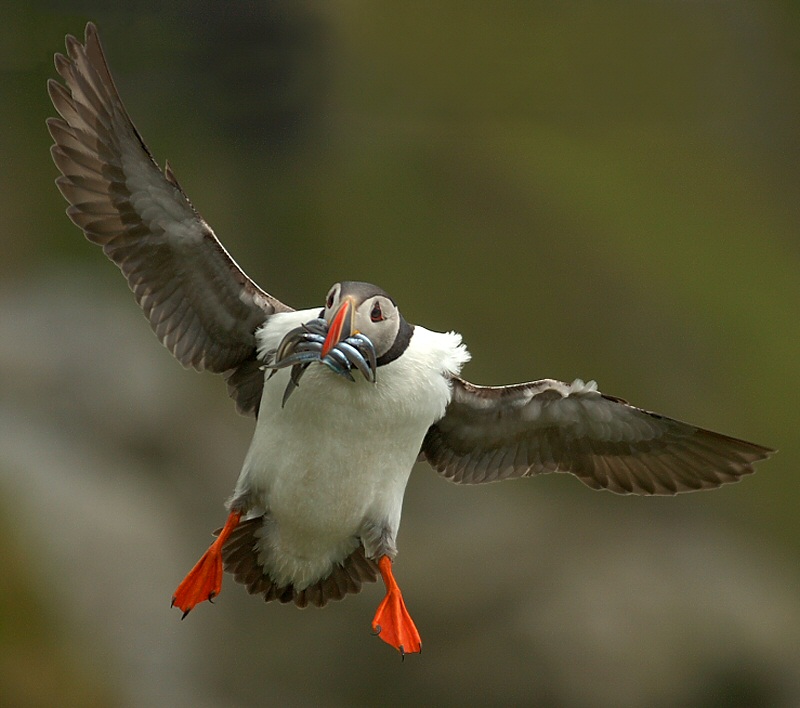 Atlantic puffin