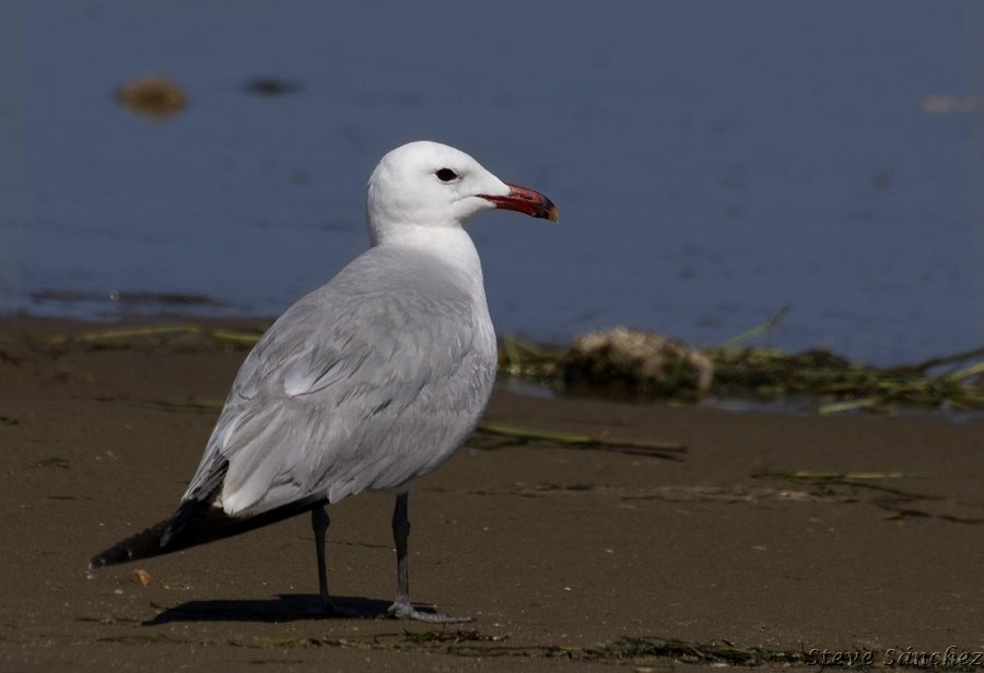 Audouin's Gull