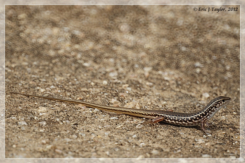 Aussie Skink