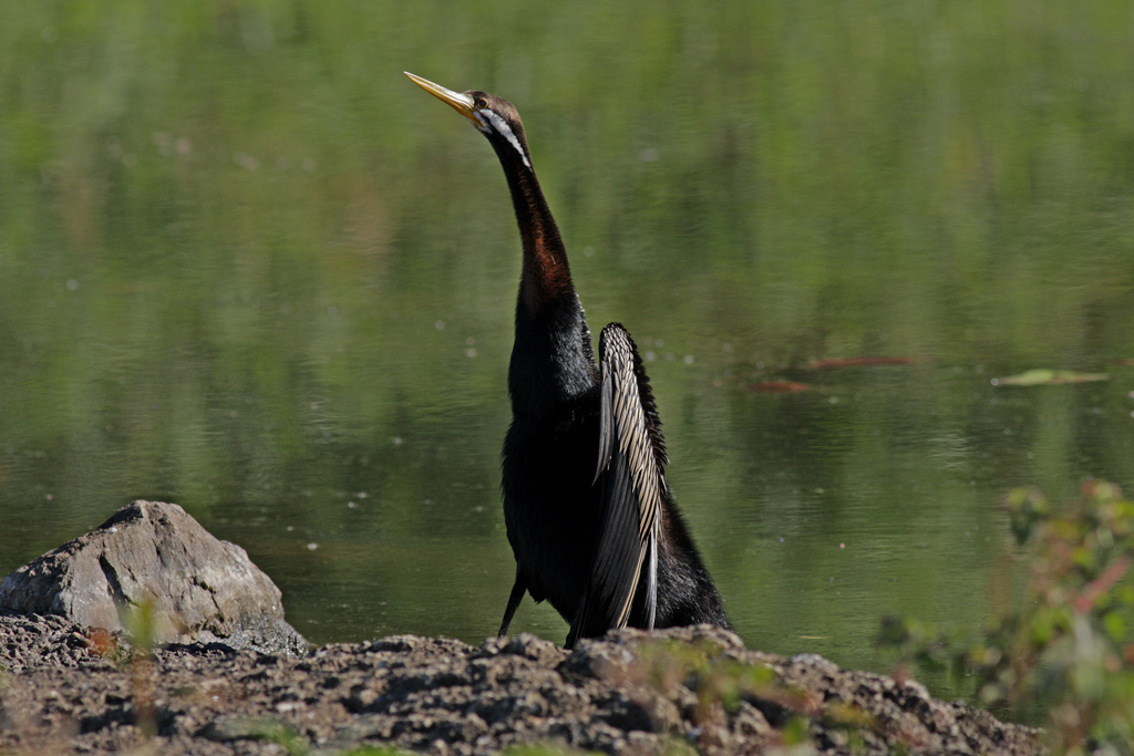 Australasian Darter