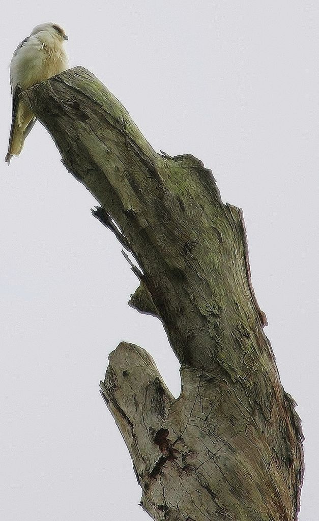 Australian Black-shouldered Kite