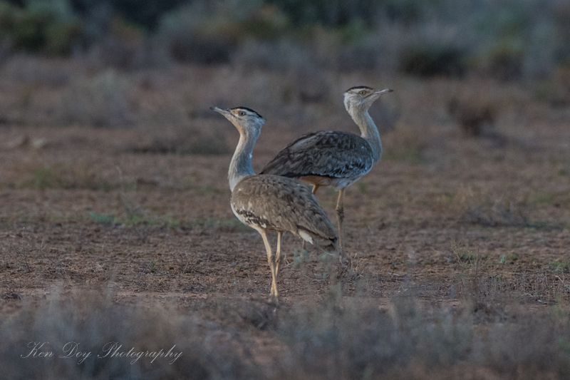 Australian Bustards