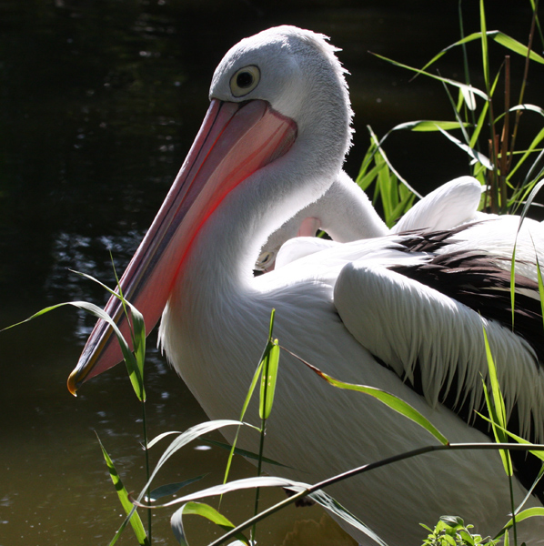 Australian Pelican