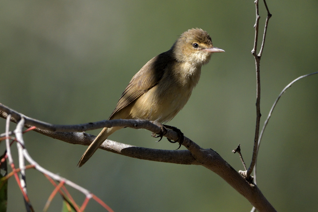 Australian Reed-Warbler