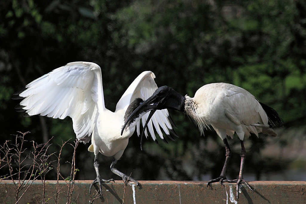 Australian White Ibis, Threskiornis molucca