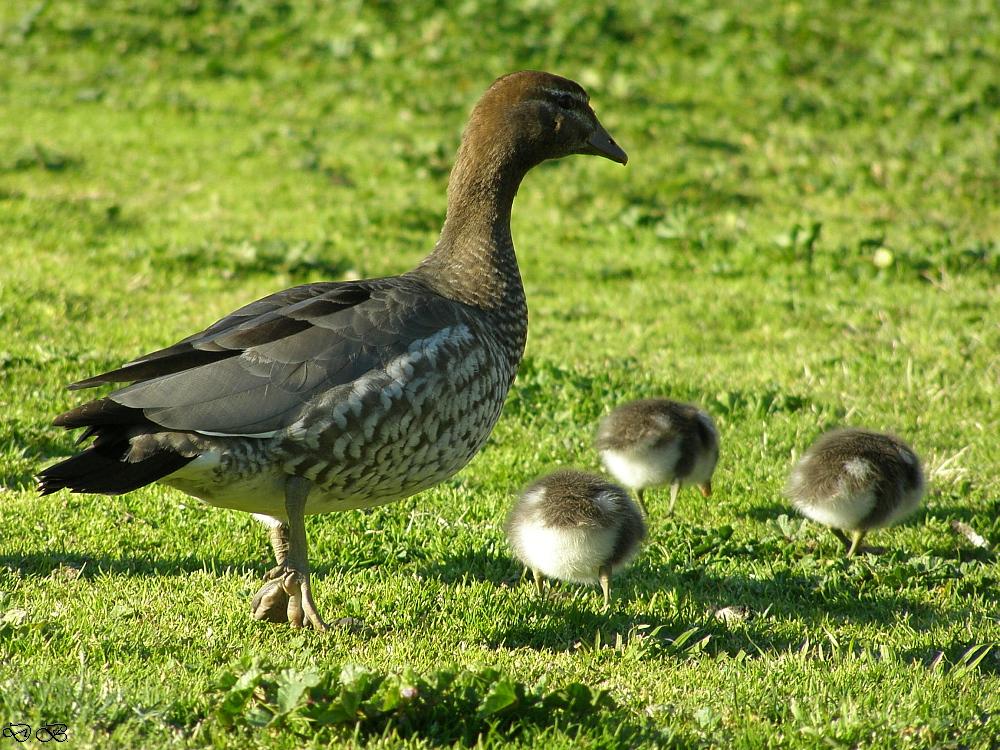 Australian Wooducklings