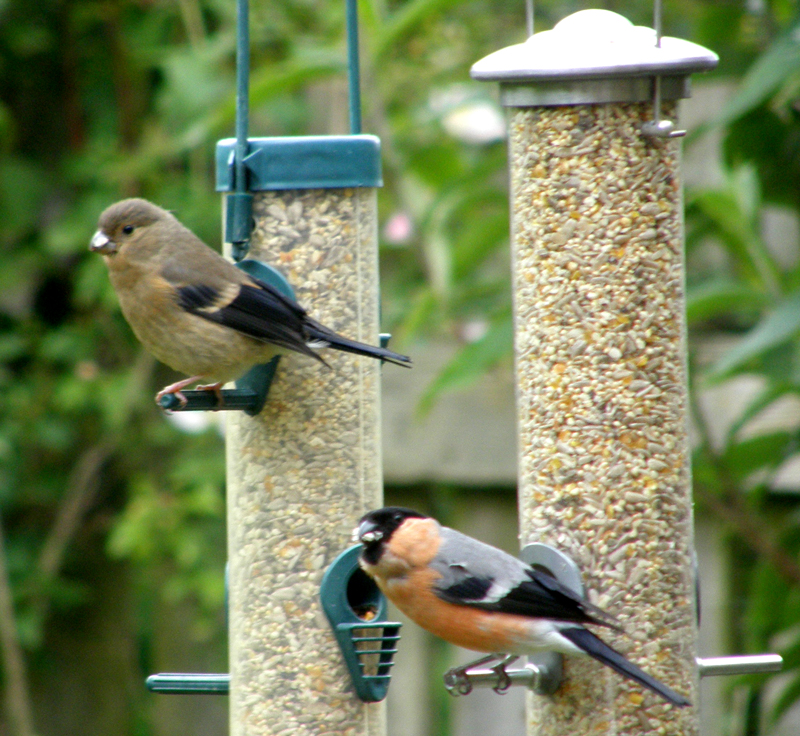 Baby bullfinch with Dad