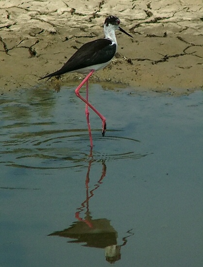 Back Winged Stilt