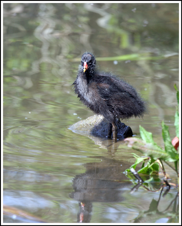 Bad hair day