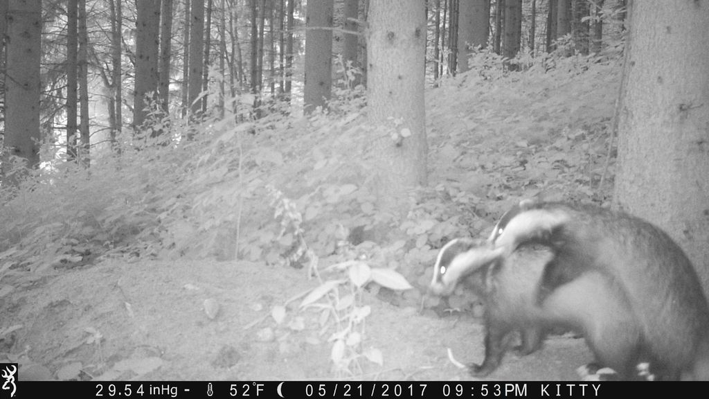 Badgers at &quot;work&quot;