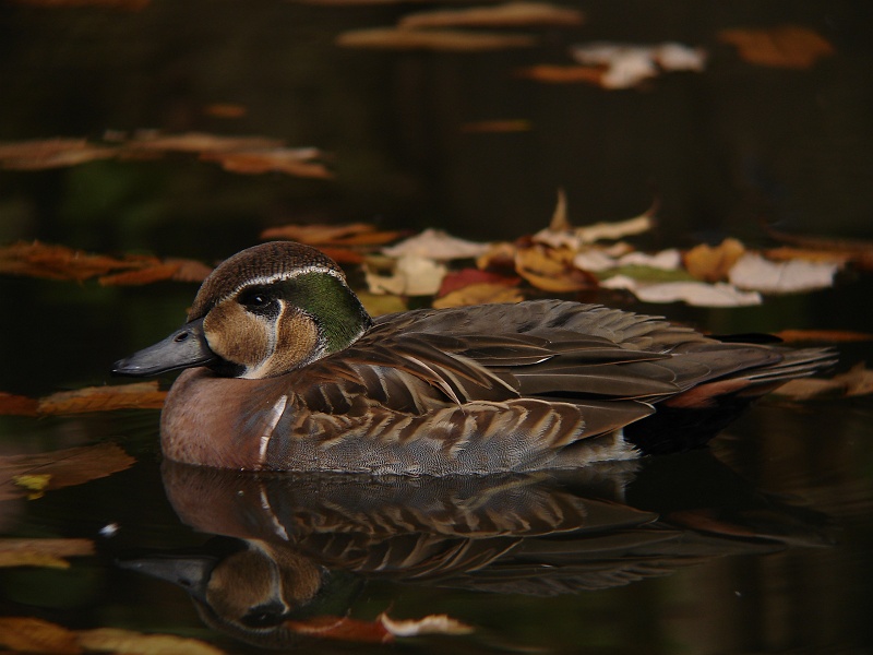 Baikal Teal