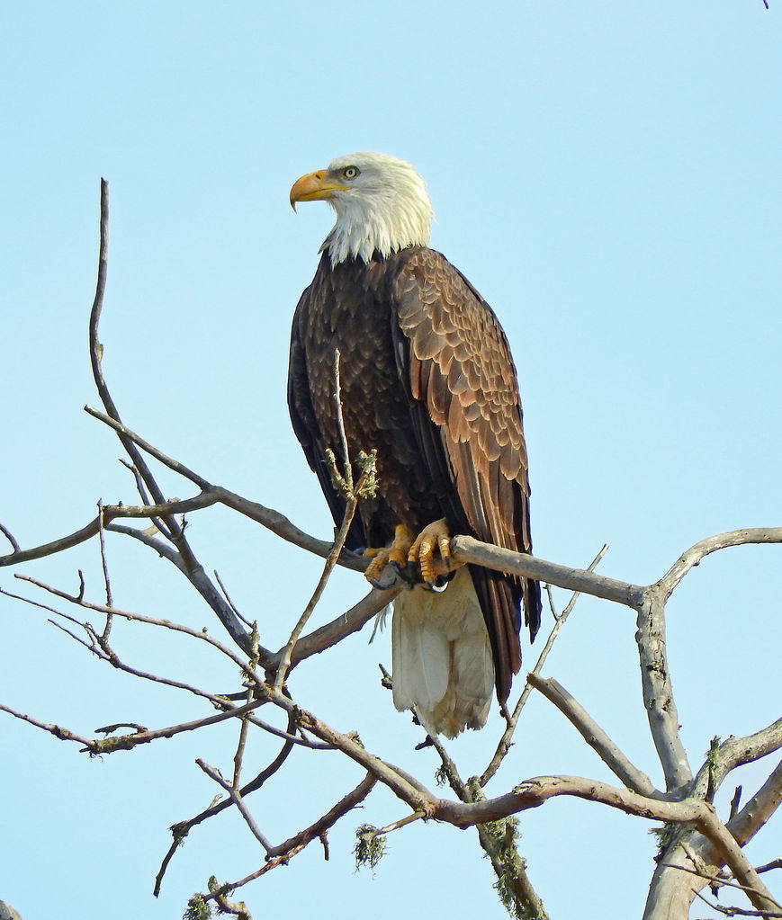 Bald Eagle