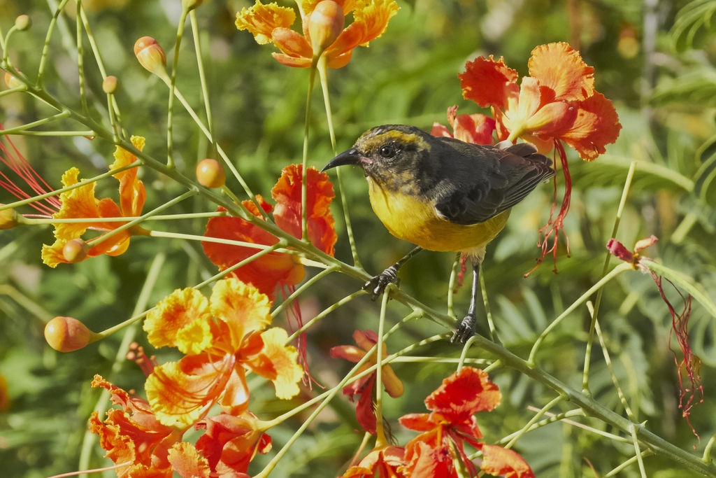 Bananaquit (Juvenile)