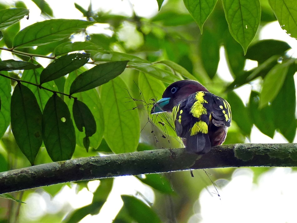 Banded Broadbill