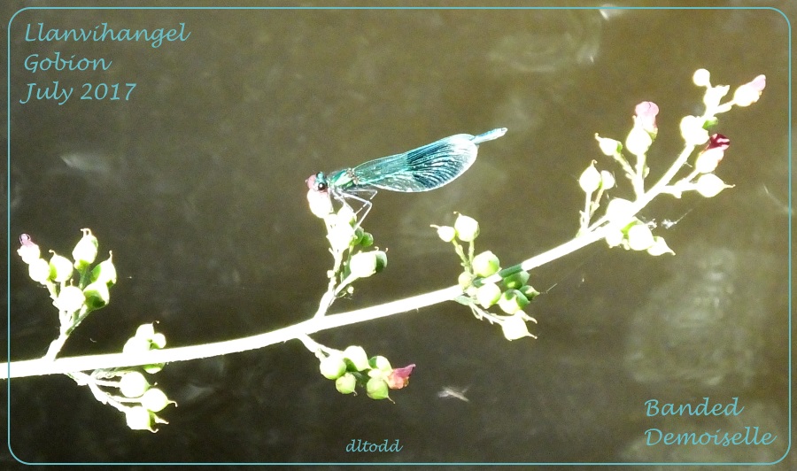 Banded Demoiselle