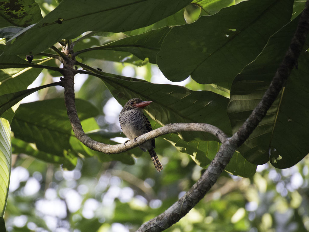 Banded Kingfisher