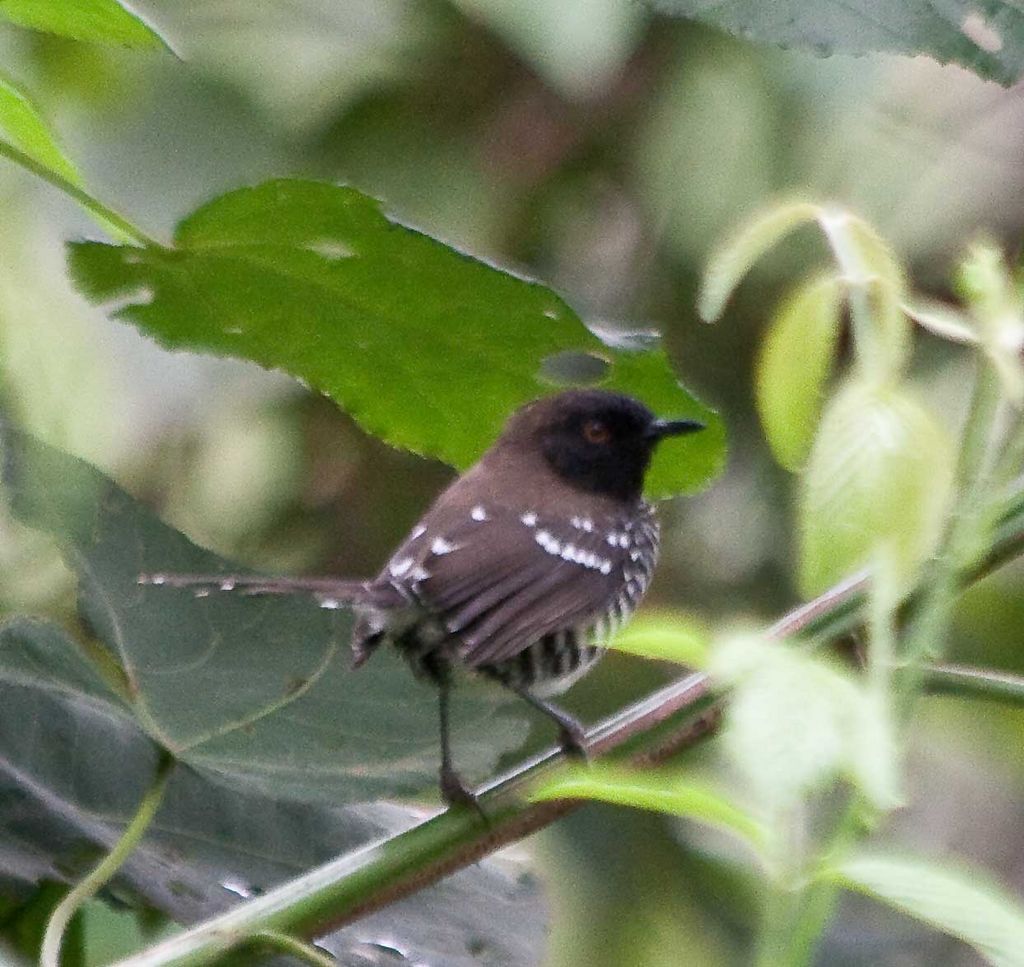 Banded Prinia (for Opus)