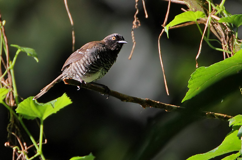 Banded Prinia