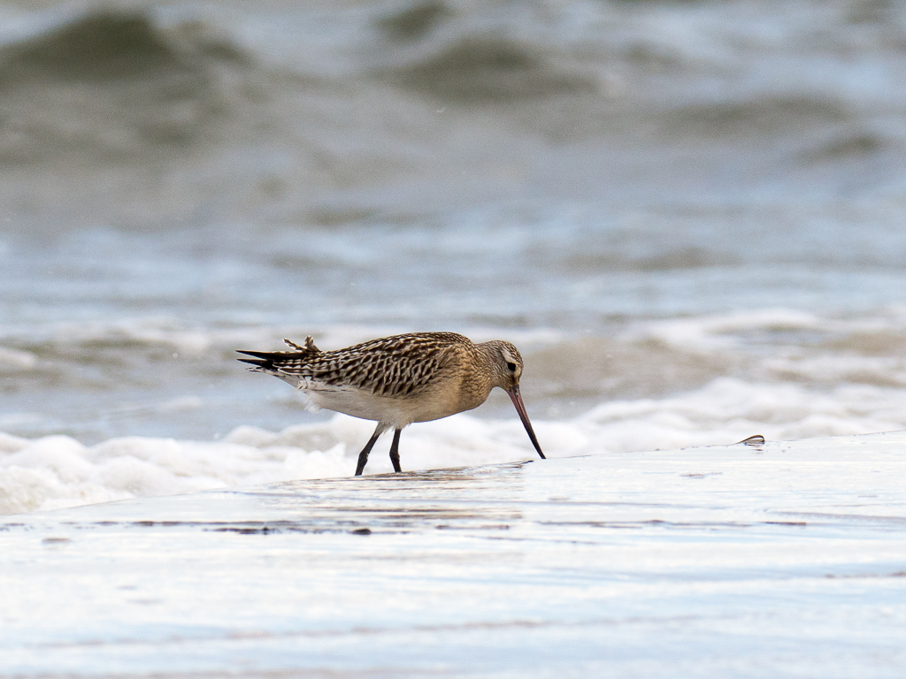 Bar-tailed Godwit