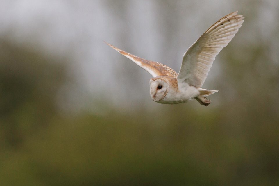 Barn owl in flight