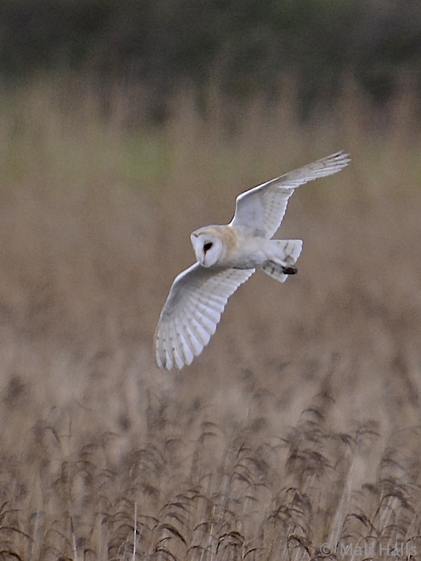 Barn Owl