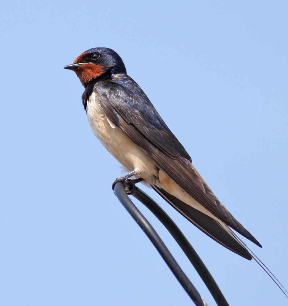 Barn Swallow