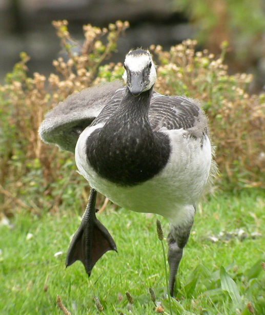 Barnacle Goose