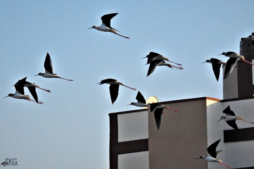 Beautiful In Flight