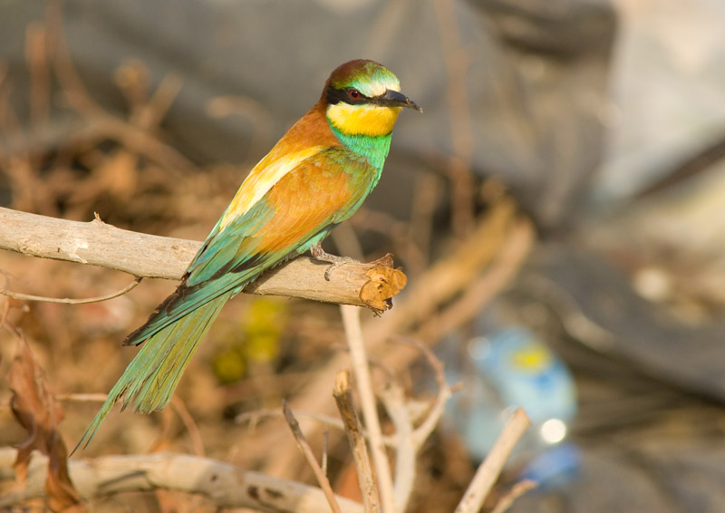 Beauty among the rubbish