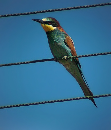 Bee eater