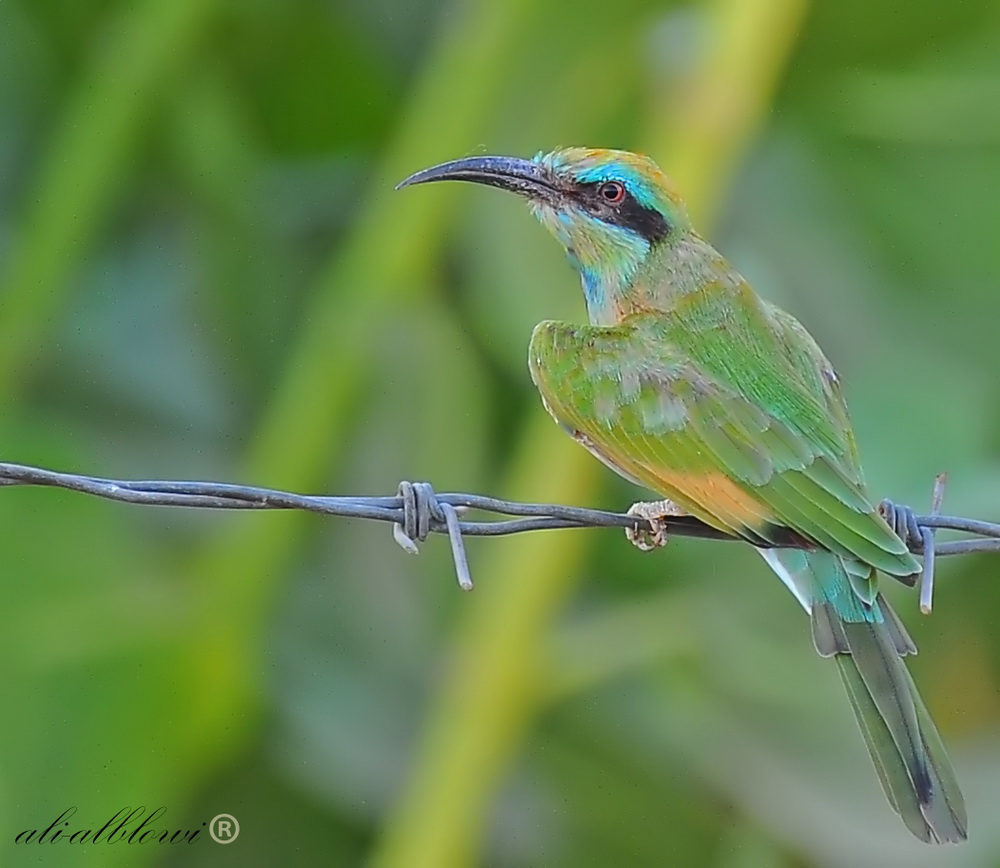 Bee-eater