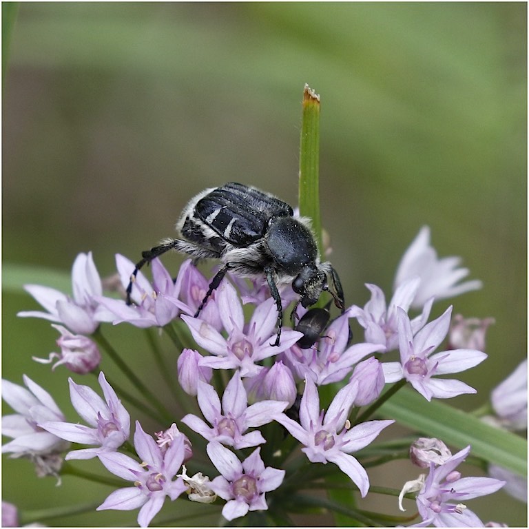 Bee-like Flower Scarab