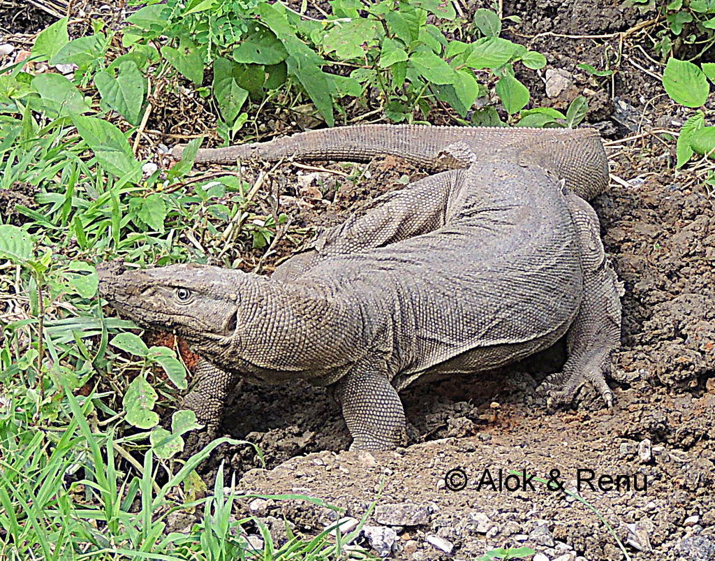 Bengal Monitor