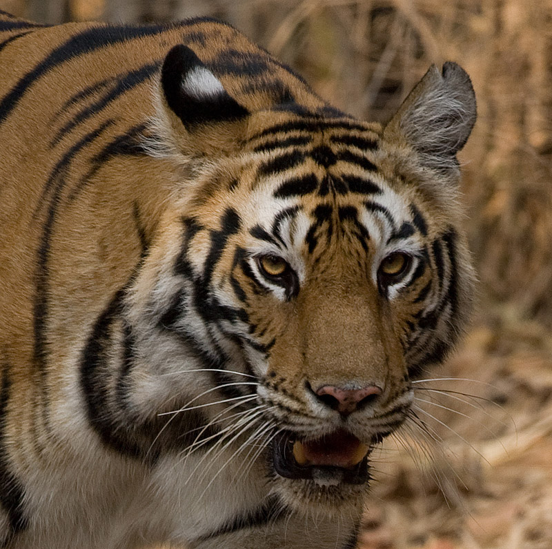 Bengal Tiger