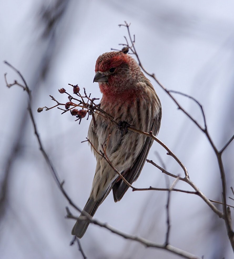 Berry Hungry House Finch