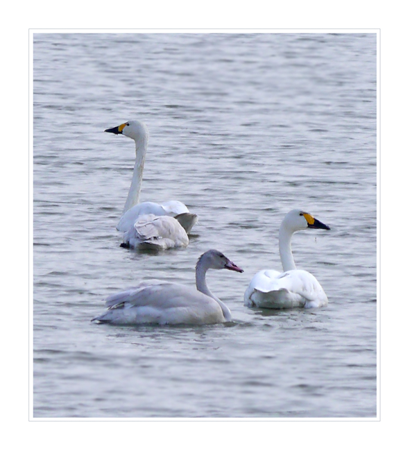 Bewick's Family