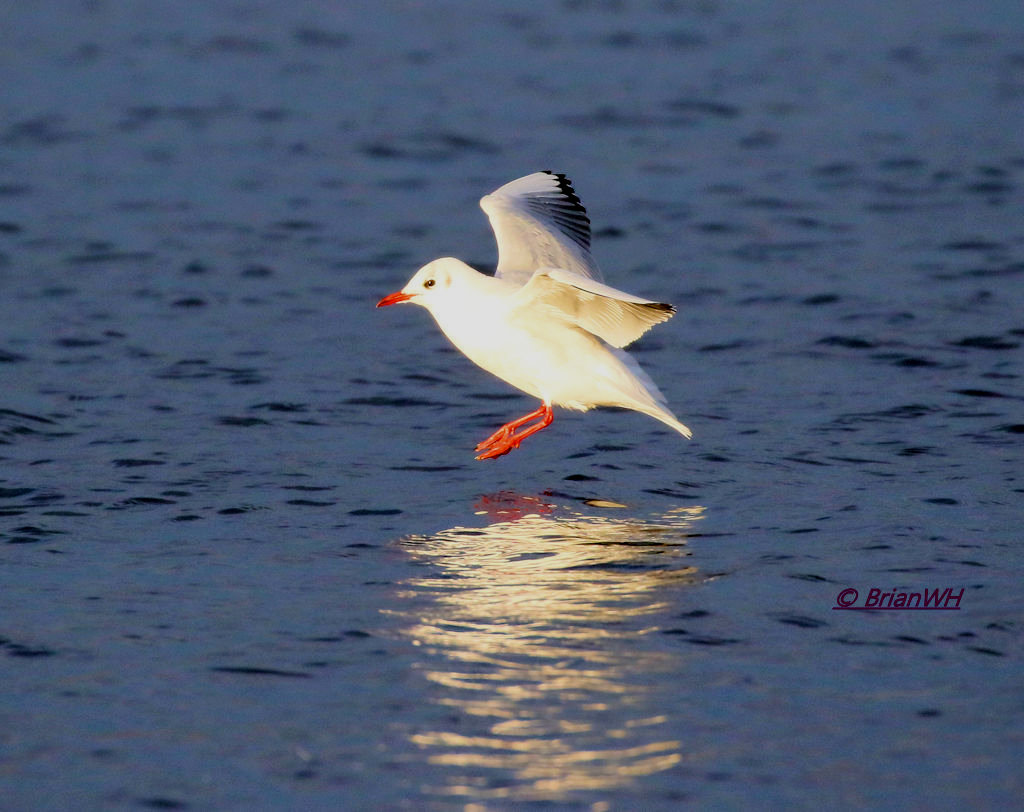 BH Gull Landing