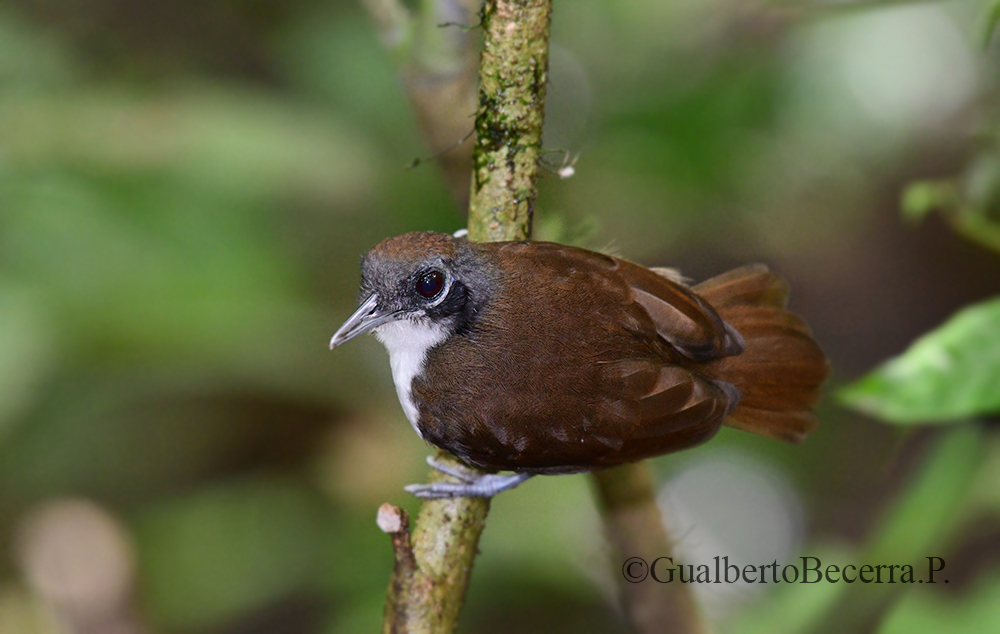 Bicolored Antbird (Gymnopithys bicolor)