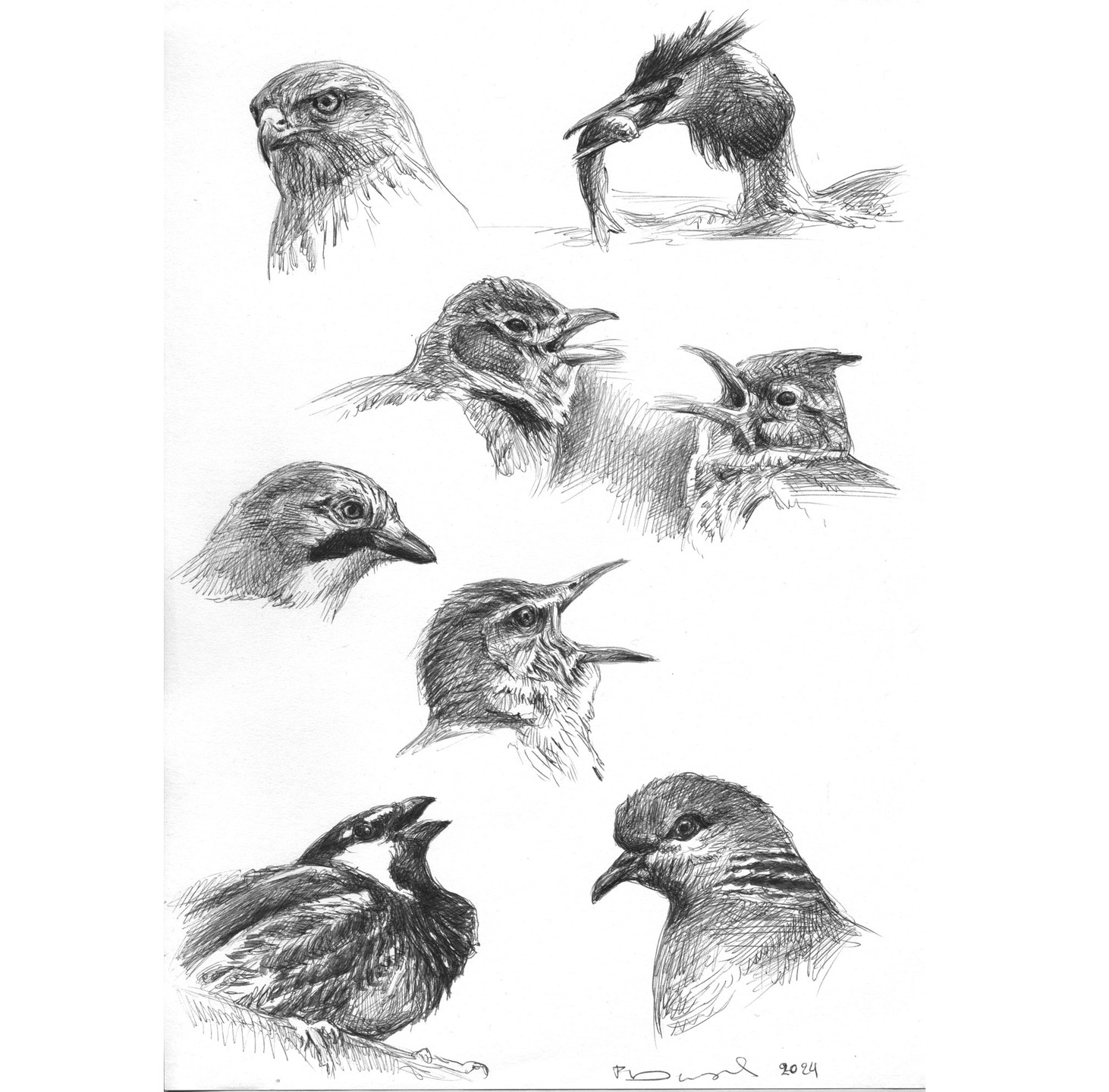 Bird head studies