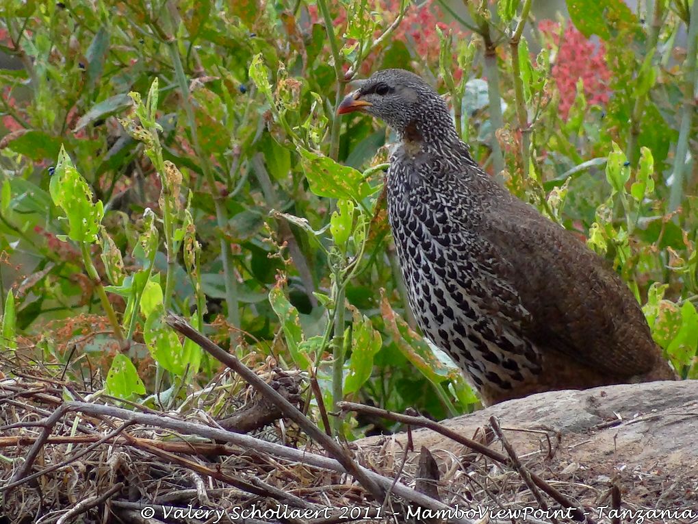 Bird-of-the-day #8 at MamboViewPoint