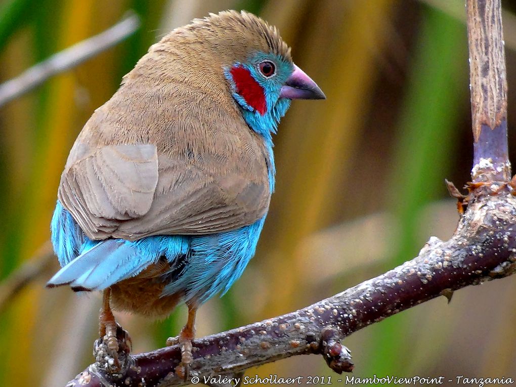 Bird-of-the-day at MamboViewPoint