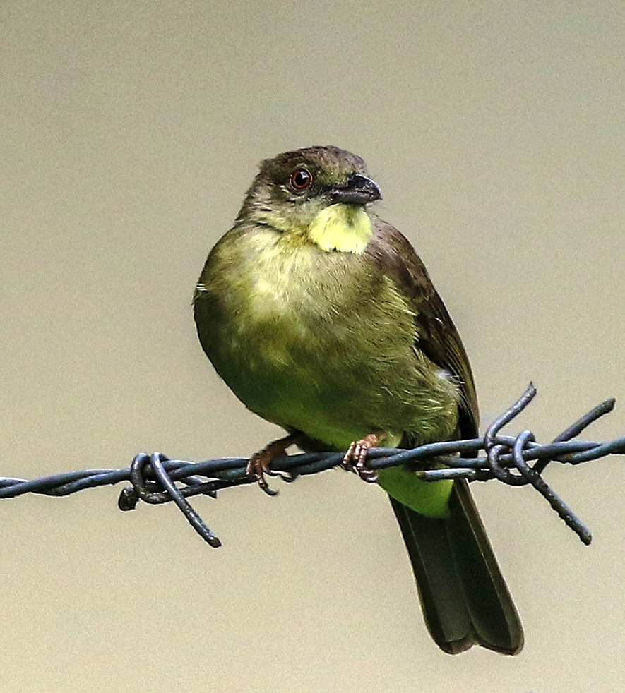 Bird on a wire, Finsch's Bulbul